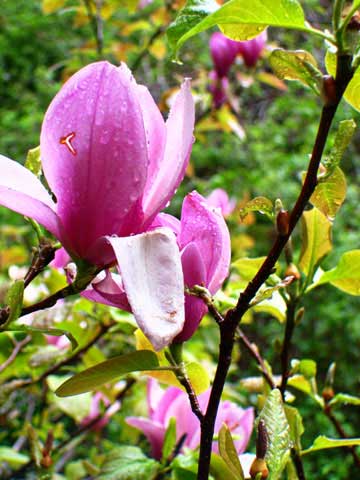 magnolia