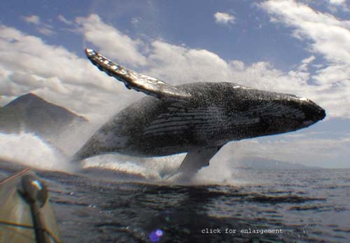 hawaii whale